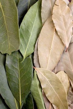 Kitchen Wisdom: Grinding Bay Leaves